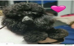 Toy Poodle dogs for sale: Tiny boy , Ready now!  - Image 8
