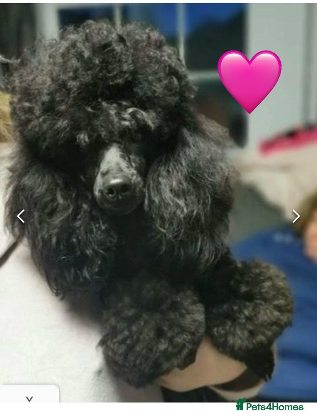 Toy Poodle dogs for sale: Tiny boy , Ready now!  - Image 8