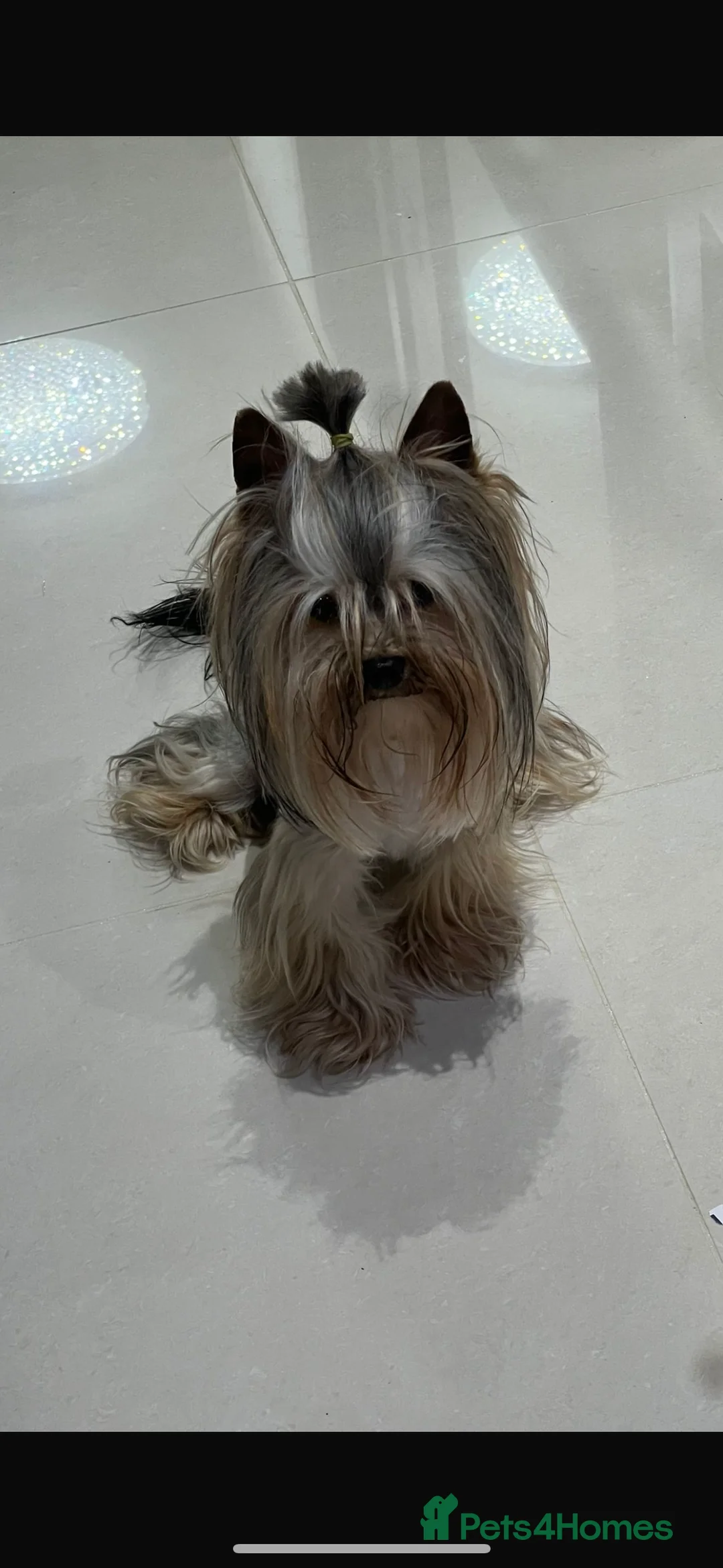 Yorkshire Terrier dogs for stud: The small stud dog 2kg in Romford - Advert 16