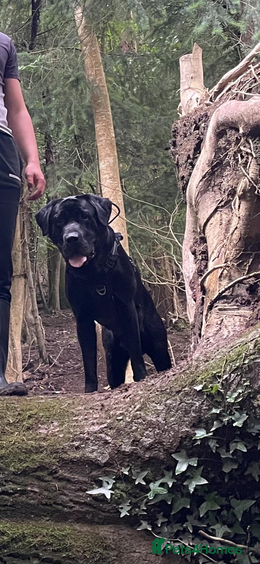 Labrador Retriever dogs for sale: 2 chunky male labs  - Advert 7