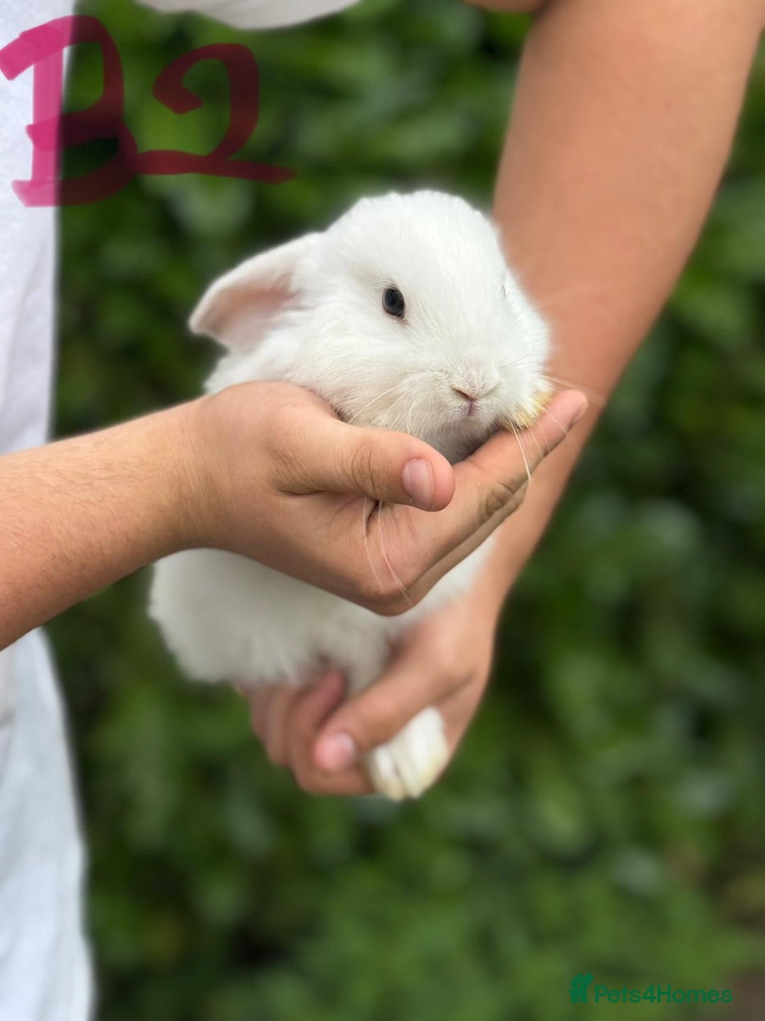 Mixed Breed rabbits for sale: Litter of Rabbit kits - Image 2