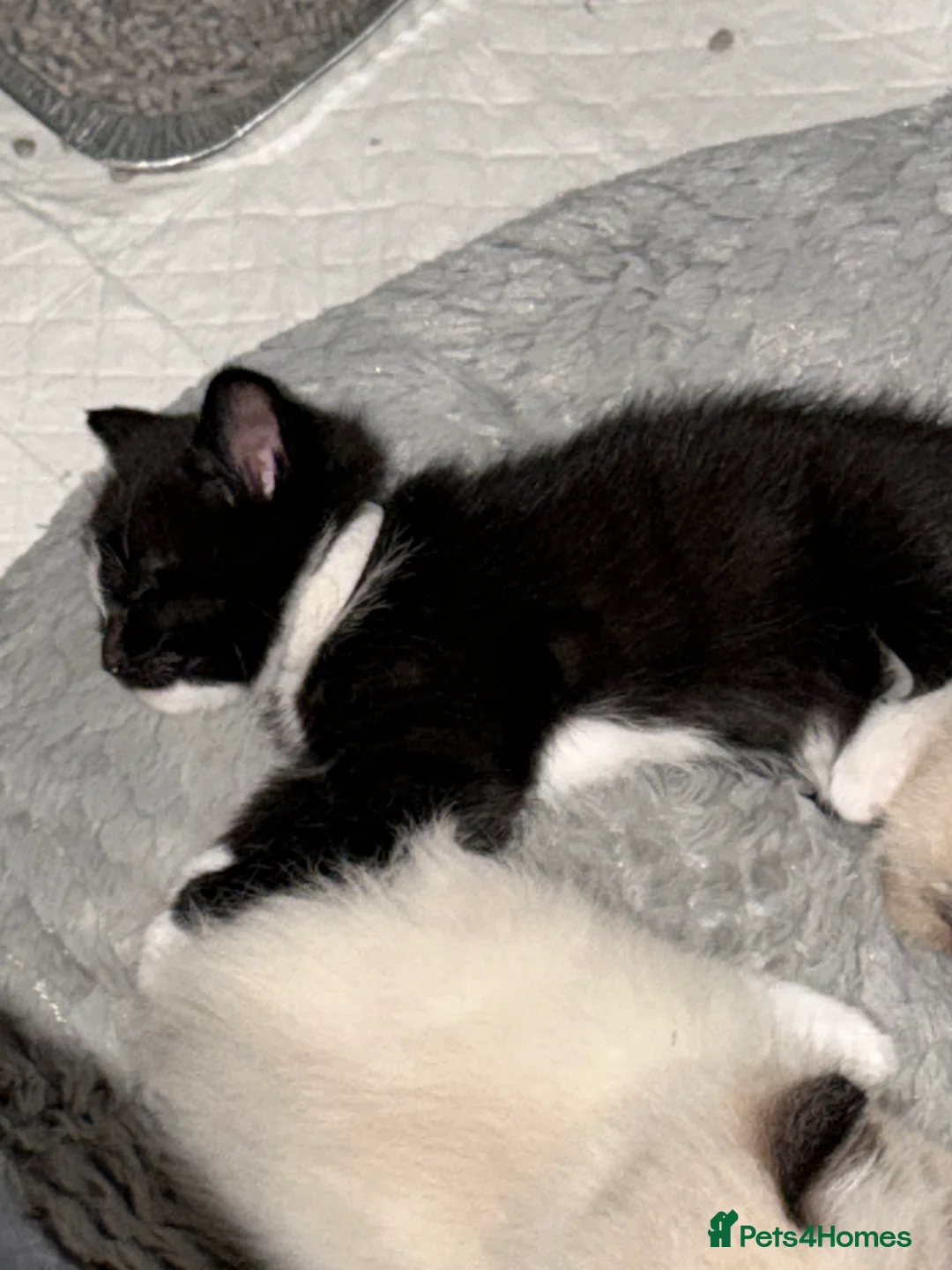 Ragdoll cats for sale: 1 ragdoll x domestic shorthair kitten - Advert 5