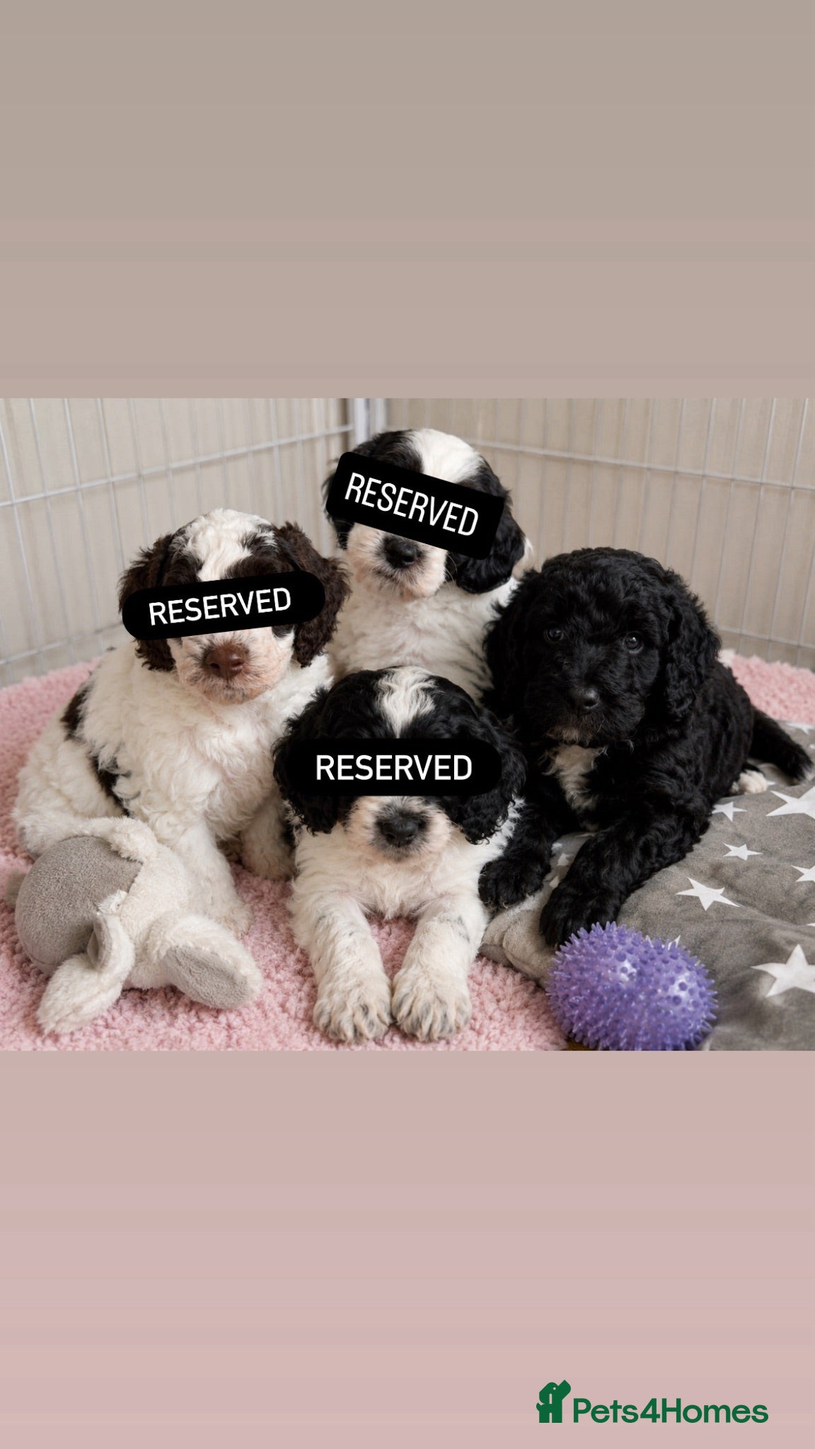 Goldendoodle dogs Best of Both Worlds • Goldendoodle x Cockapoo Boys - Advert 1