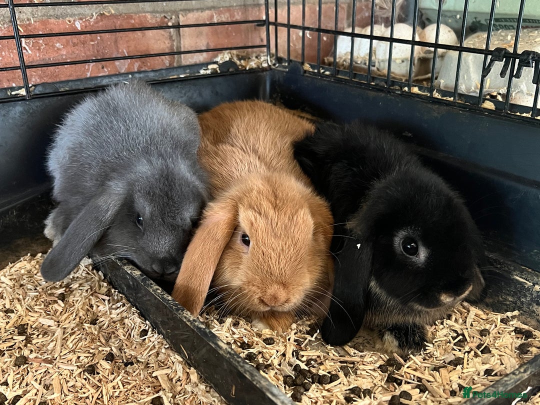 Mini Lop rabbits for sale: Two Mini Lop with Plush Baby Boys - Image 28