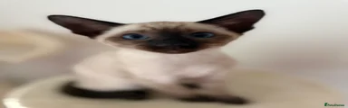 Siamese Kitten 2