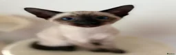 Siamese cats for sale: 5 Siamese kittens  - Advert 23