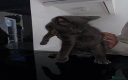 Mixed Breed cats for sale: 2 Grey Kittens  - Image 11