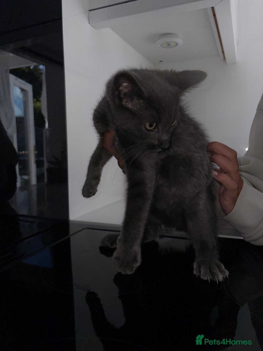 Mixed Breed cats for sale: 2 Grey Kittens  - Image 11