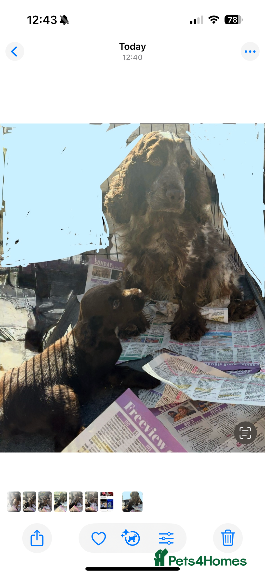 Cocker Spaniel dogs for sale: Cockerspaniel  girl  - Image 2