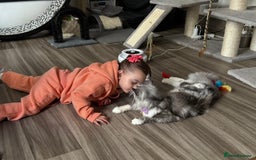 Maine Coon cats for sale: Stunning mainecoon kittens for sale.  - Image 13