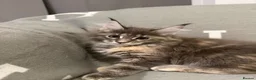 Maine Coon cats for sale: ❤️❤️ONLY ONE LEFT❤️❤️ Maine Coon Kittens for sale - Advert 11