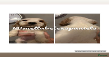 Cocker Spaniel dogs - Advert 2