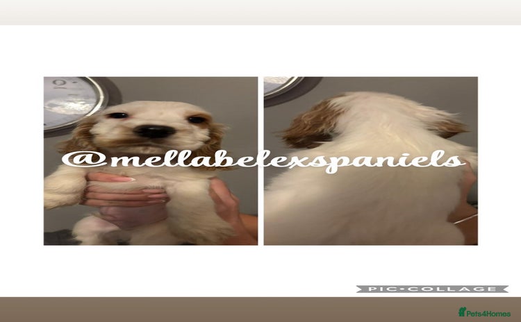 Cocker Spaniel dogs - Advert 6