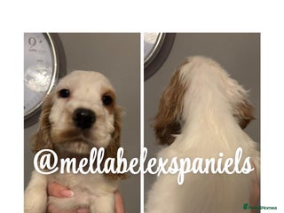 Cocker Spaniel dogs - Advert 6