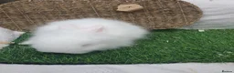 Lionhead rabbits for sale: Double Mane Lionheads - Advert 9