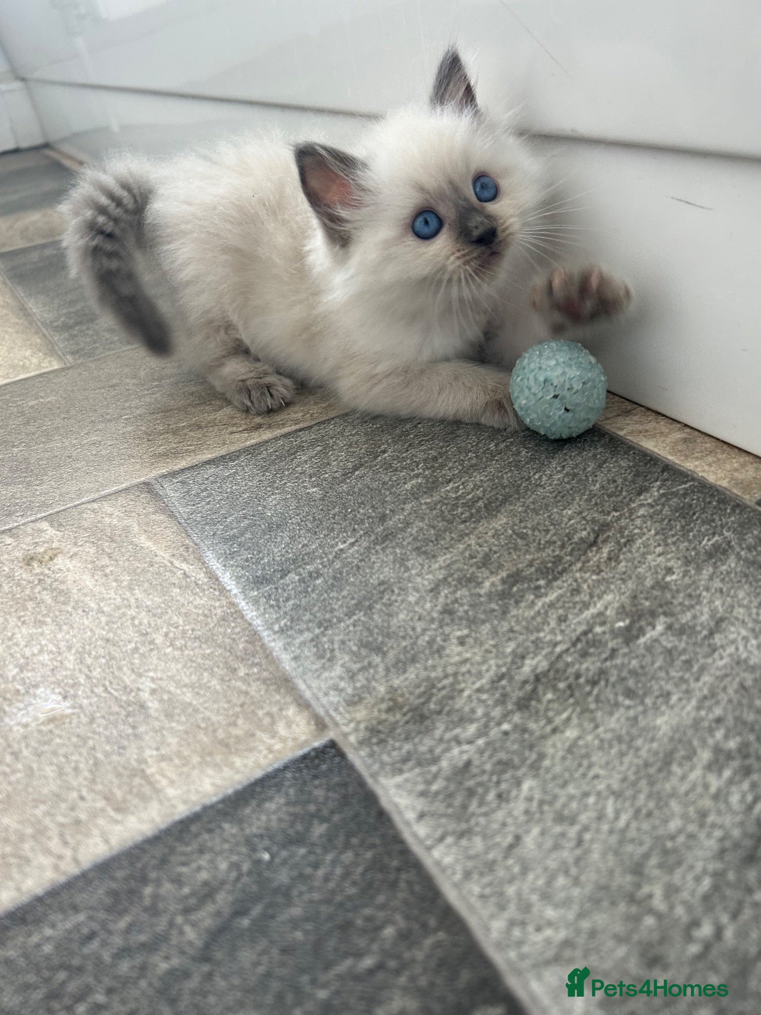 Ragdoll cats Blue eyed beautiful ragdoll male  - Advert 2
