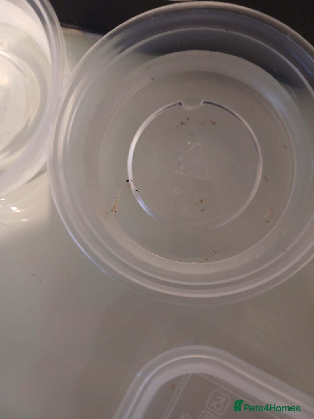 Axolotl reptiles for sale: Baby axolotls  - Advert 2