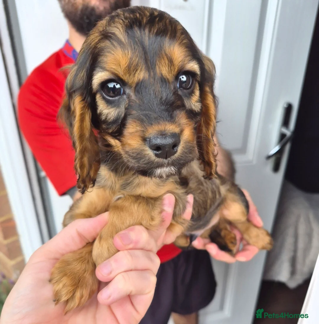 Mixed Breed dogs for sale: Cockalier - Advert 2