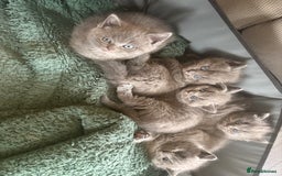 British Shorthair cats for sale: Stunning GCCF BSH kittens (2 MALES left) - Image 7