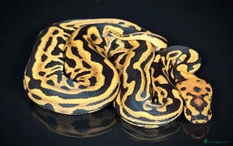 Python Snake reptiles for sale: Royal pythons  - Image 31