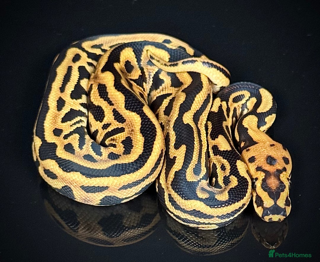 Python Snake reptiles for sale: Royal pythons  - Image 31