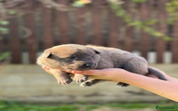 Belgian Shepherd Dog dogs for sale: Beautiful Belgian Malinois Puppies  - Image 7