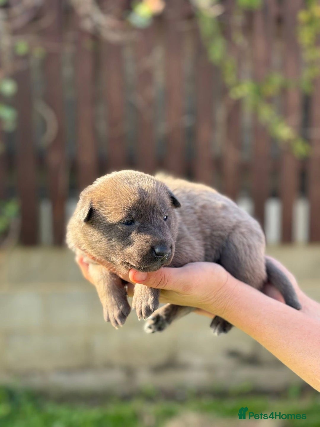 Belgian Shepherd Dog dogs for sale: Beautiful Belgian Malinois Puppies  - Image 7