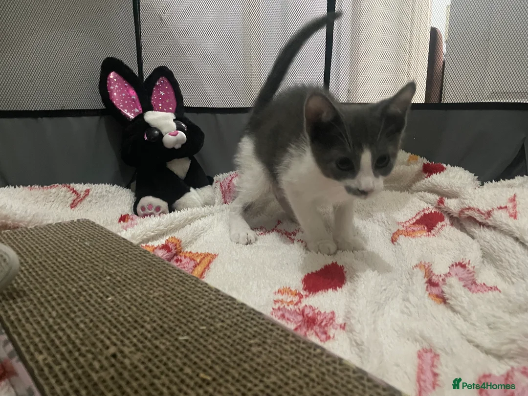 Mixed Breed cats for sale: Beautiful grey, white and tabby kittens for sale - Advert 22