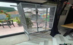 Budgerigars birds for sale: 2 female budgies+big cage and accessories  - Image 3