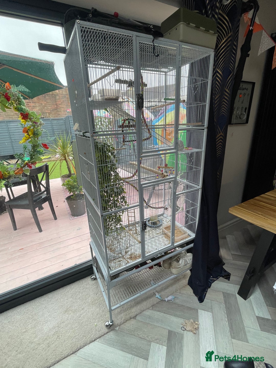 Budgerigars birds for sale: 2 female budgies+big cage and accessories  - Image 3