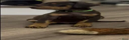 Dobermann dogs for sale: Doberman puppies  - Advert 9