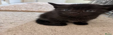 Domestic Shorthair 3