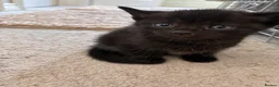 Domestic Shorthair cats for sale: Beautiful Black Kittens – Loving Homes Wanted 🐾 - Advert 8