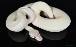 Python Snake reptiles for sale: Royal pythons  - Image 23