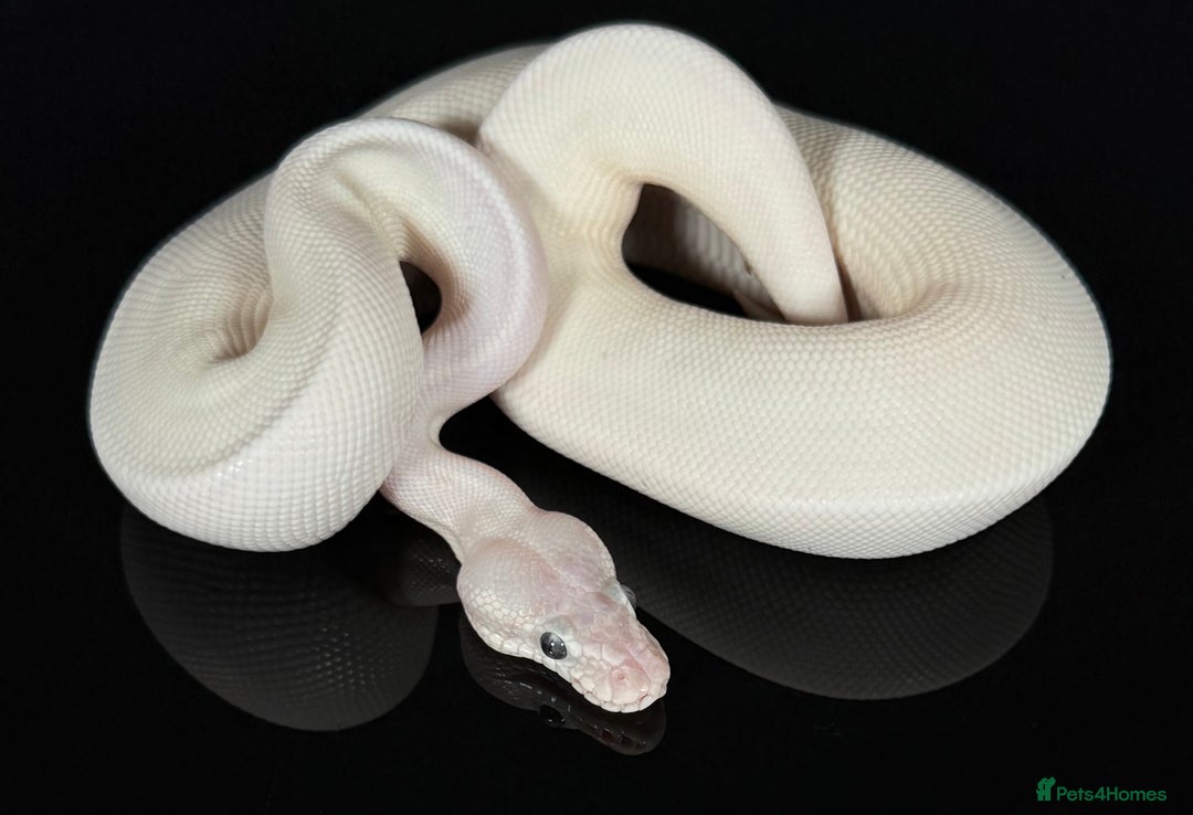 Python Snake reptiles for sale: Royal pythons  - Image 23