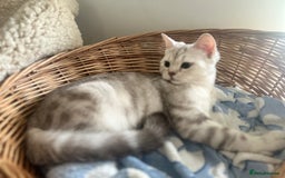 Scottish Fold cats for sale: Beautiful Marble tabby boy  - Image 5