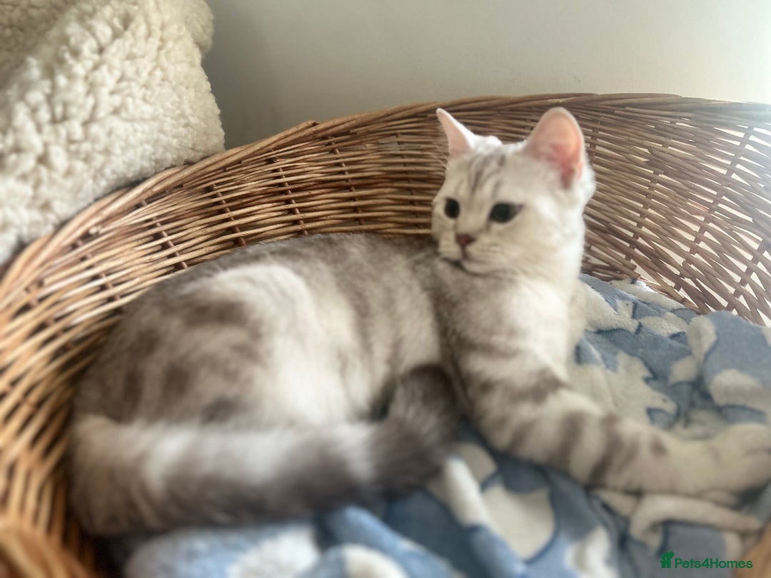 Scottish Fold cats for sale: Beautiful Marble tabby boy  - Image 5