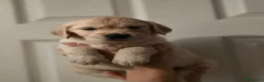 Golden Retriever 1