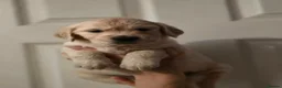 Golden Retriever dogs for sale: Golden retriever  - Advert 3