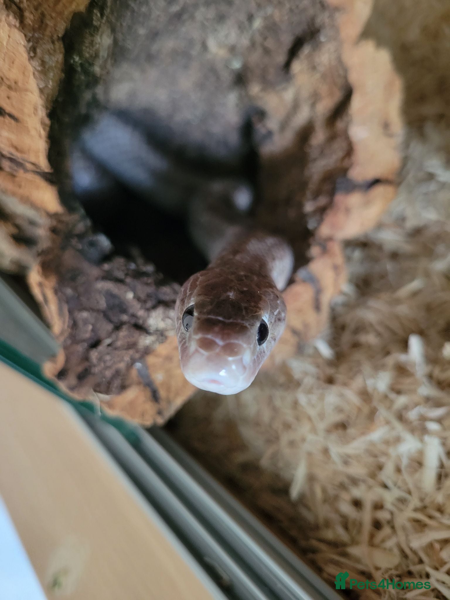 Corn Snake reptiles Corn snakes  - Advert 2