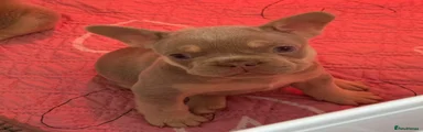 French Bulldog Puppy 6