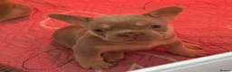 French Bulldog dogs for sale: French Bulldog Puppies  - Advert 2