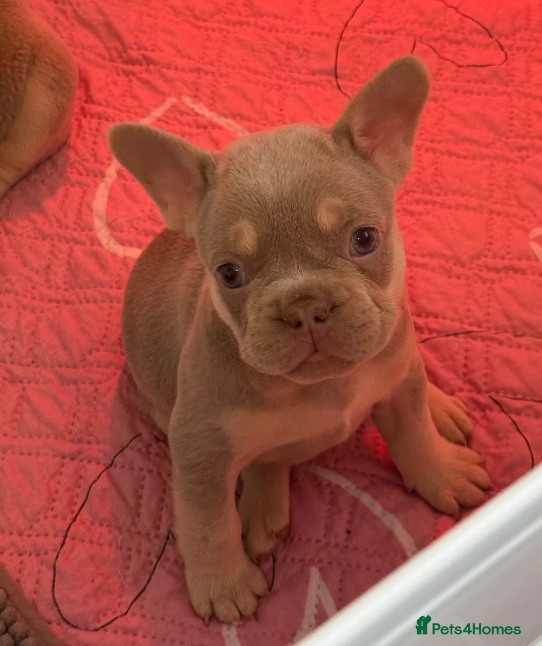 French Bulldog dogs for sale: French Bulldog Puppies  - Advert 2
