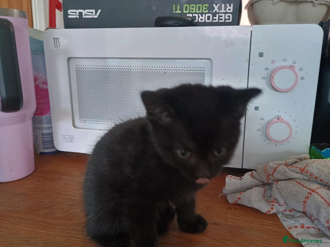 Mixed Breed cats for sale: Beautiful Black Boy Kittens  - Image 3
