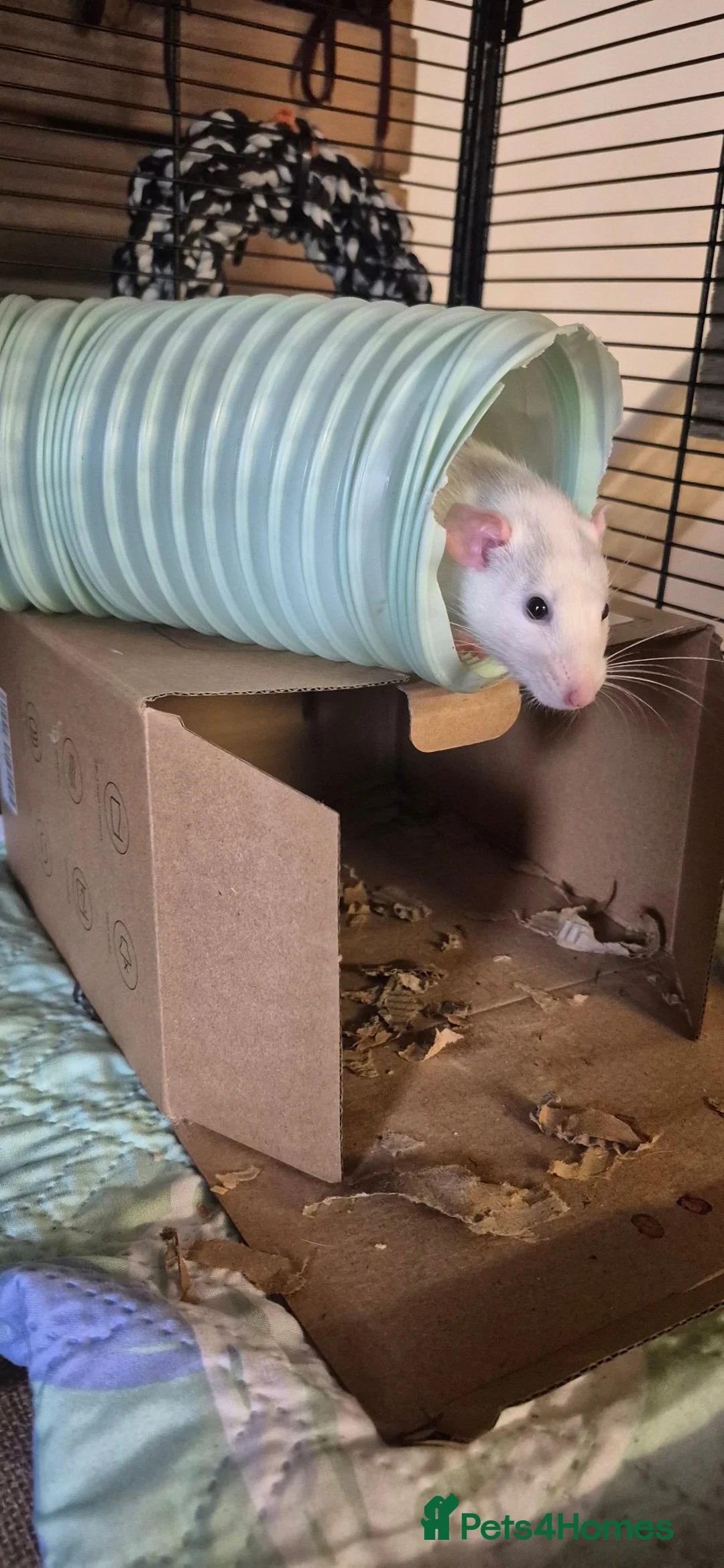 Rat rodents for sale: 2 female rats in Warminster - Advert 2