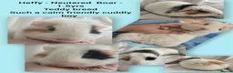 Guinea Pig rodents for sale: Extremely well-bonded trio - Advert 2