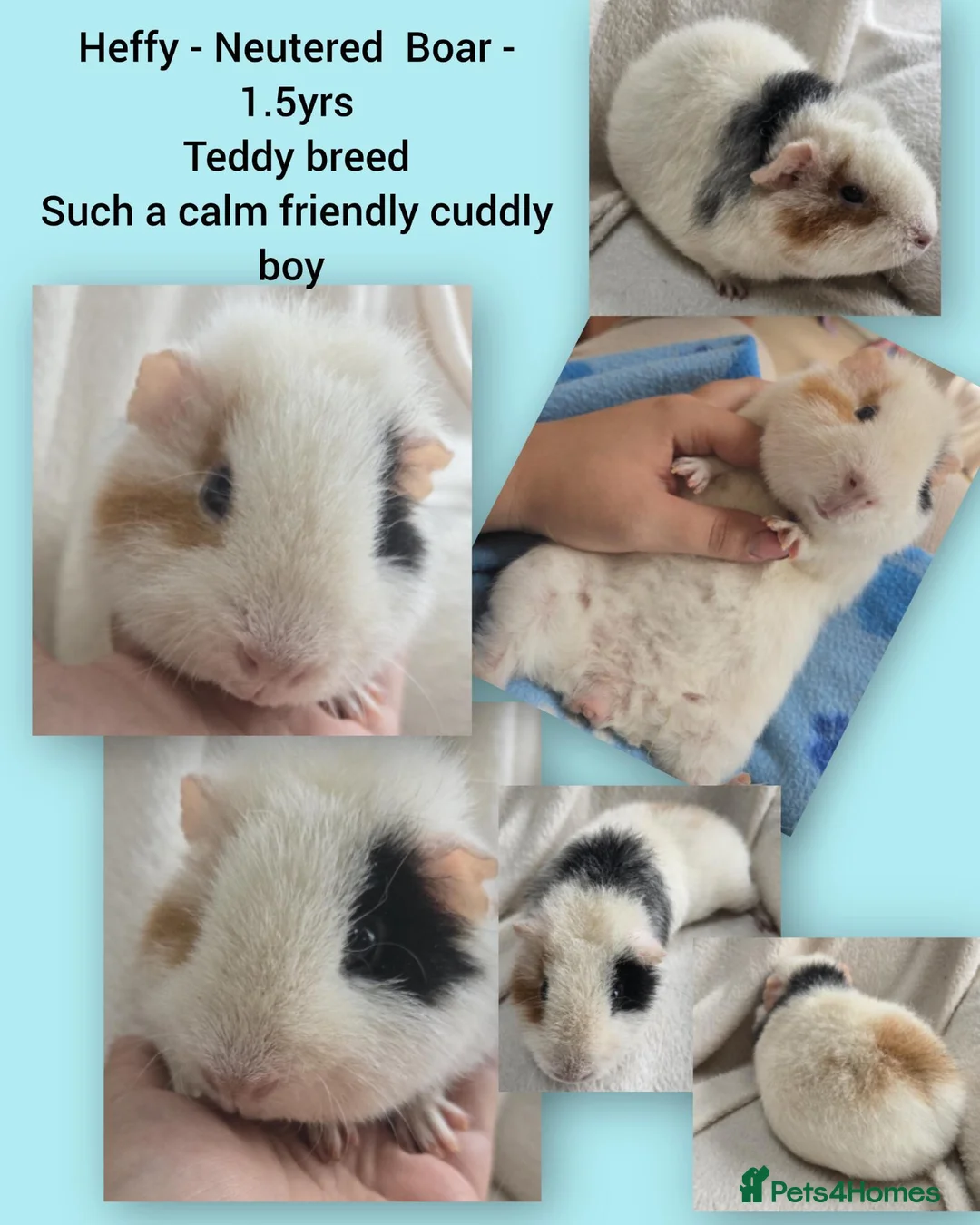 Guinea Pig rodents for sale: Extremely well-bonded trio - Advert 2