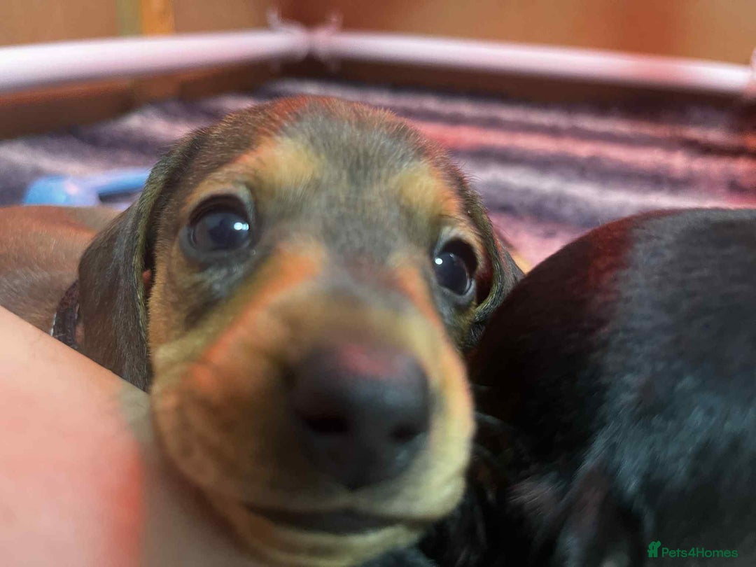 Miniature Dachshund dogs for sale: 5 gorgeous miniature dachshund puppies for sale  - Image 3