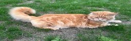 Maine Coon cats for sale: Registered Pedigree Maine Coon Female - Advert 4