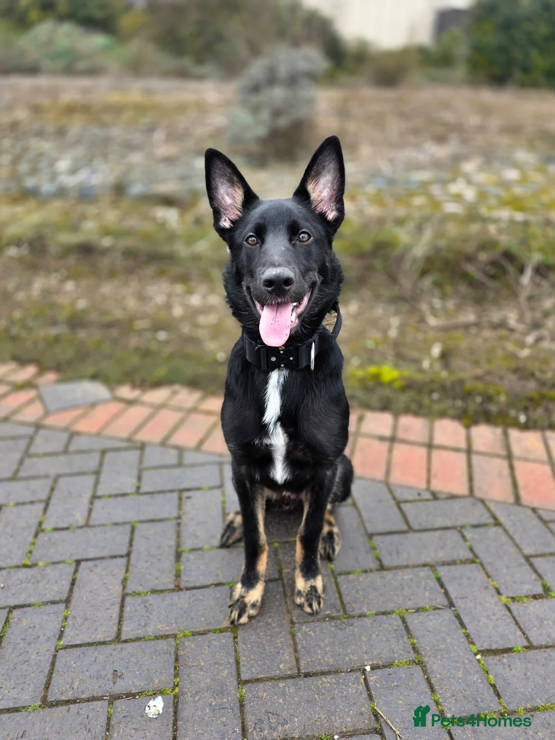Shepsky dogs for sale: 5month old Shepsky in Barrow-in-Furness - Advert 2